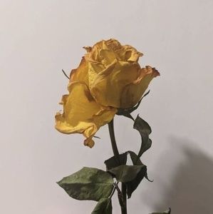 Meet your Posher, Becky